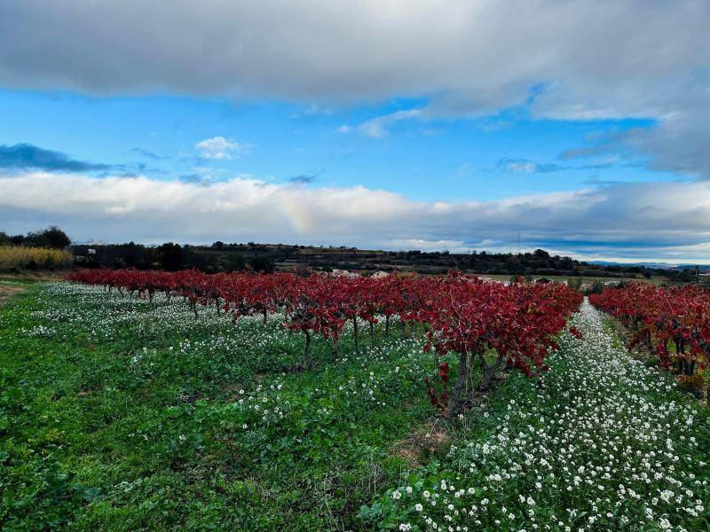 Nézignan l'Evêque : Maison à étage avec 4 chambres dont une suite parentale au rez-de-chaussée sur terrain de 336 m² à 5 minutes de Pézenas et A75
